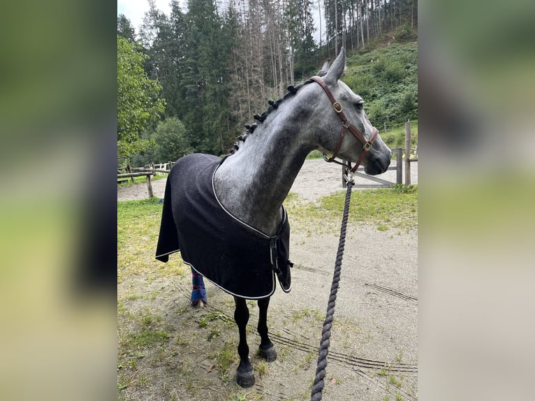 Hongaars sportpaard Merrie 5 Jaar 147 cm Appelschimmel in Stams