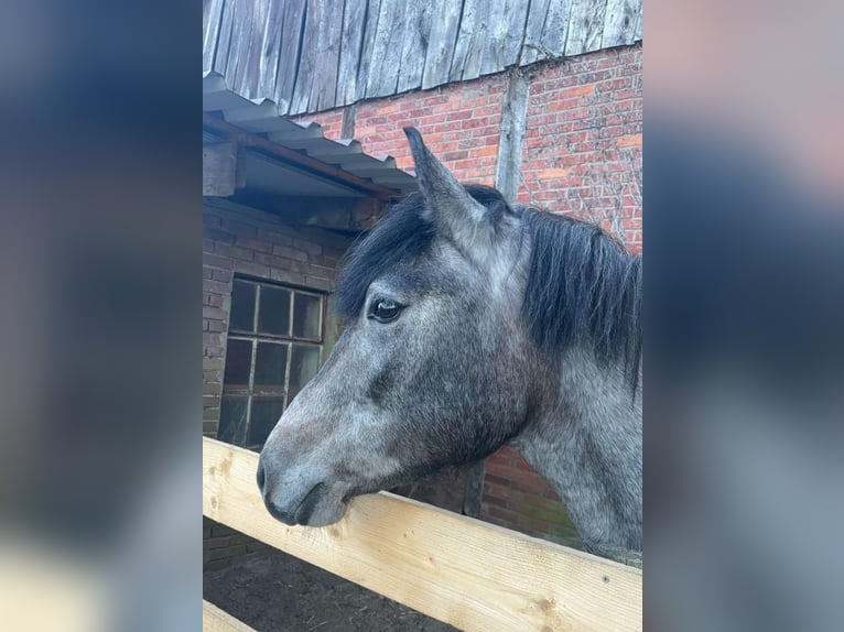 Hongaars sportpaard Merrie 5 Jaar 147 cm Schimmel in Gronau (Westfalen)