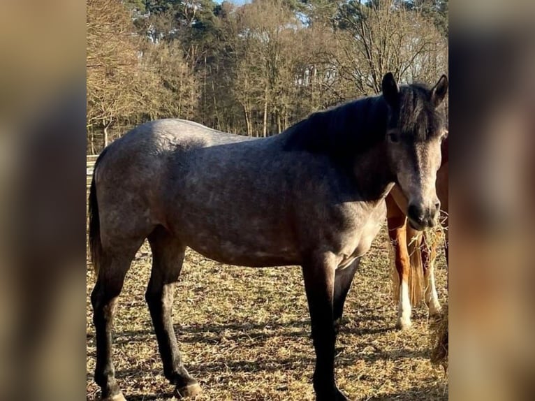 Hongaars sportpaard Merrie 5 Jaar 147 cm Schimmel in Gronau (Westfalen)