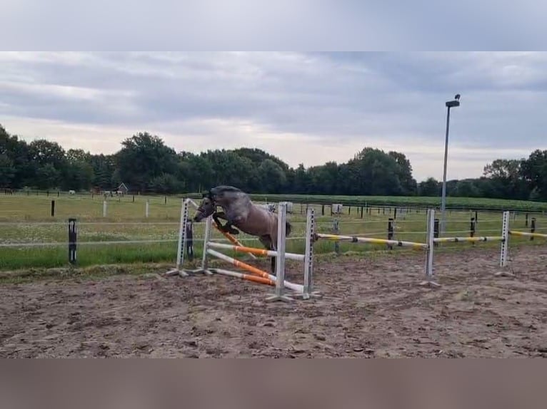 Hongaars sportpaard Merrie 5 Jaar 147 cm Schimmel in Gronau (Westfalen)
