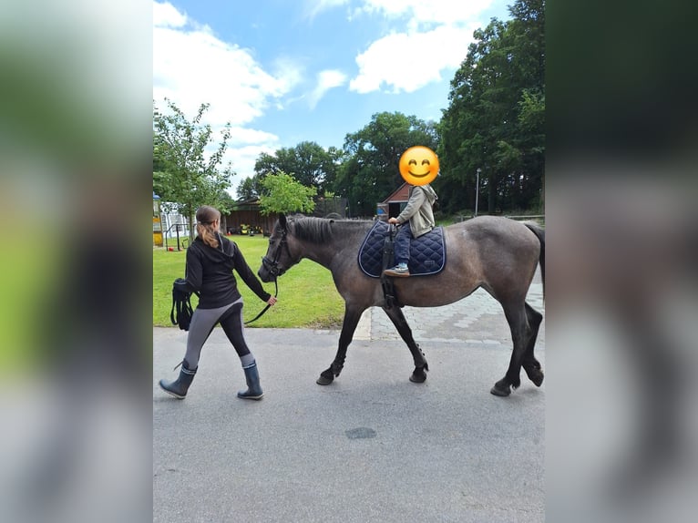 Hongaars sportpaard Merrie 5 Jaar 147 cm Schimmel in Gronau (Westfalen)