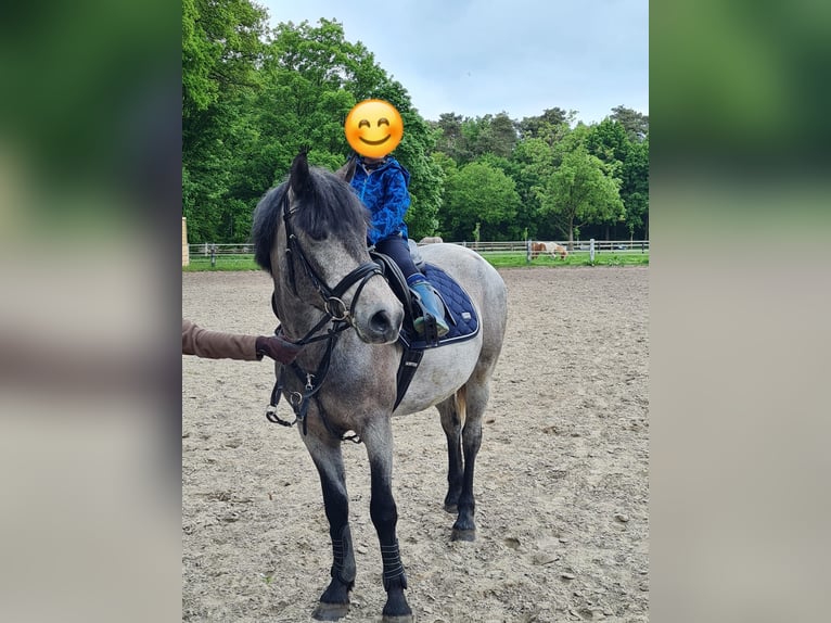 Hongaars sportpaard Merrie 5 Jaar 147 cm Schimmel in Gronau (Westfalen)