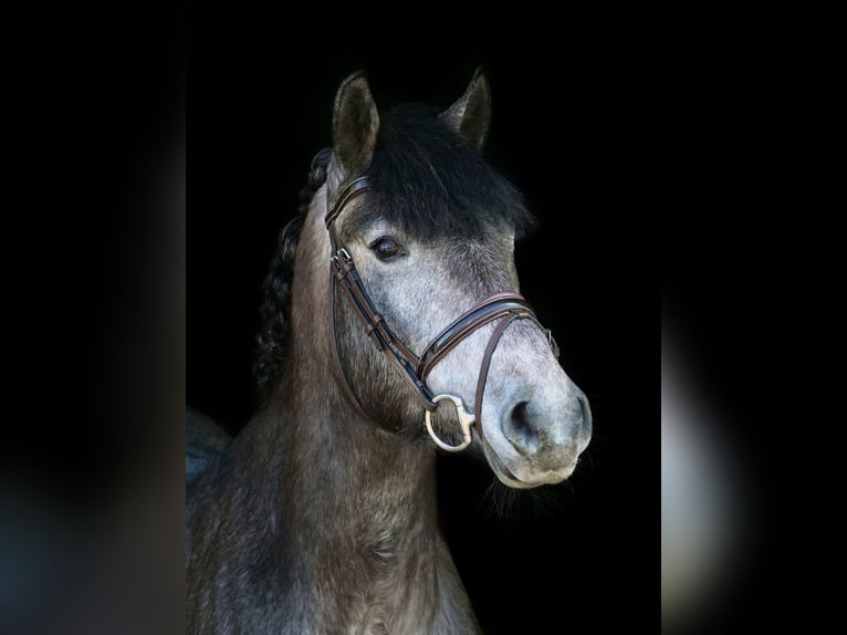 Hongaars sportpaard Merrie 5 Jaar 147 cm Zwartschimmel in Dohren