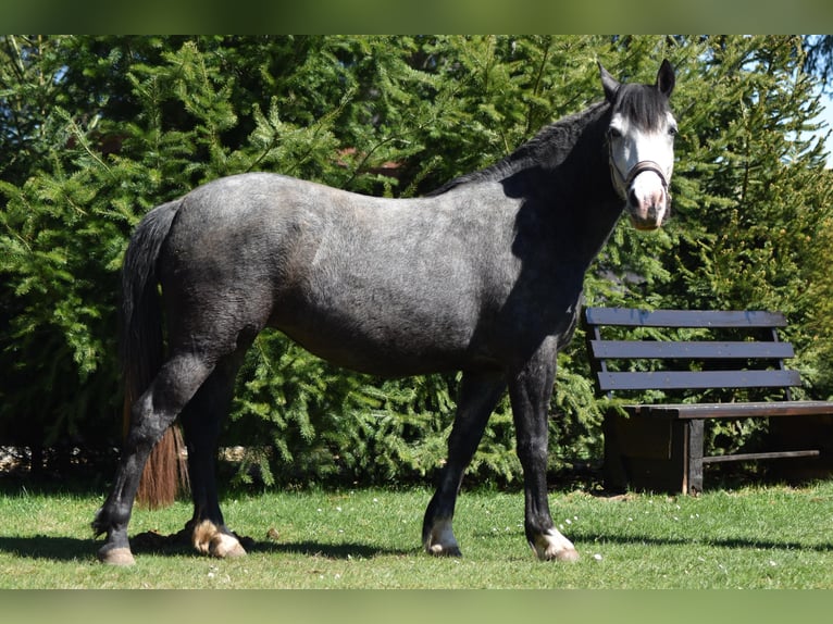 Hongaars sportpaard Mix Merrie 5 Jaar 148 cm Zwartschimmel in Flieden