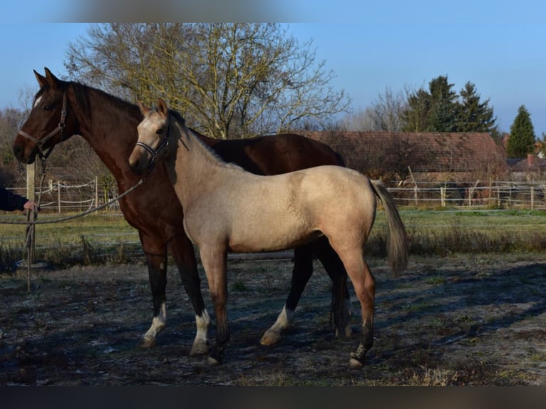 Hongaars sportpaard Merrie 5 Jaar 158 cm Buckskin in Marcali