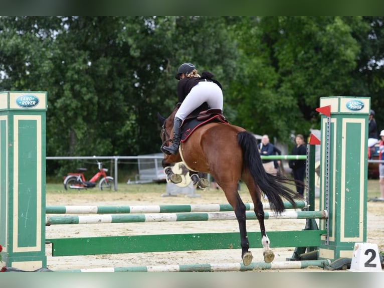 Hongaars sportpaard Merrie 5 Jaar 158 cm Roodbruin in Gönyű