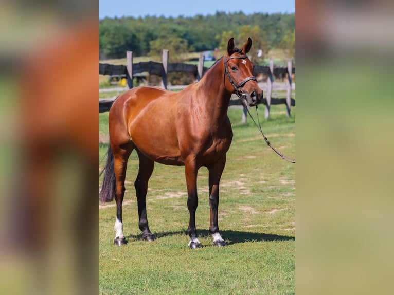 Hongaars sportpaard Merrie 5 Jaar 158 cm Roodbruin in Gönyű