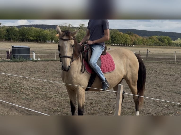 Hongaars sportpaard Merrie 5 Jaar 160 cm Buckskin in Köveskál