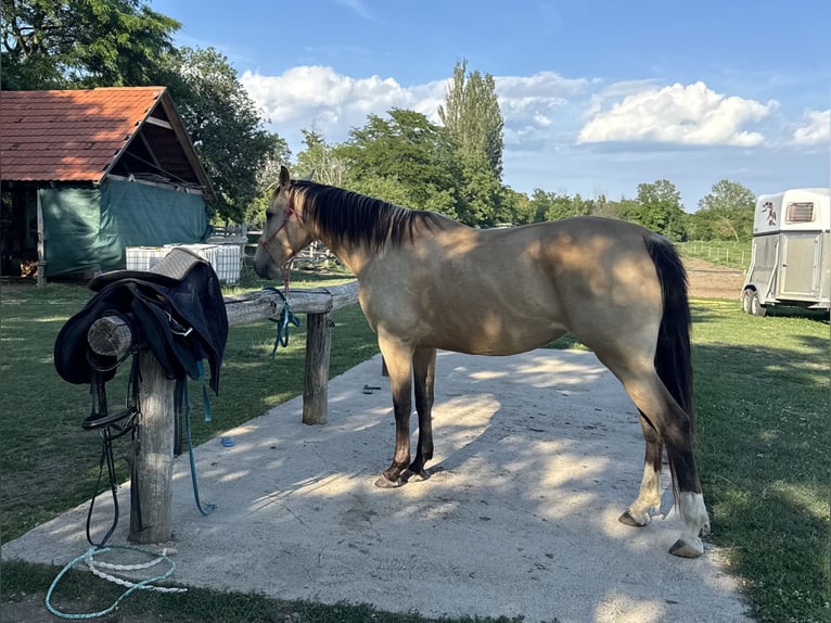 Hongaars sportpaard Merrie 5 Jaar 160 cm Buckskin in Köveskál