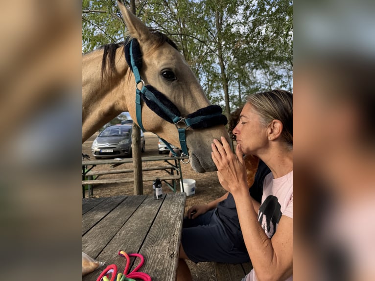 Hongaars sportpaard Merrie 5 Jaar 160 cm Buckskin in Köveskál