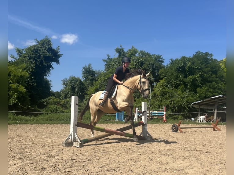 Hongaars sportpaard Merrie 5 Jaar 160 cm Buckskin in Köveskál