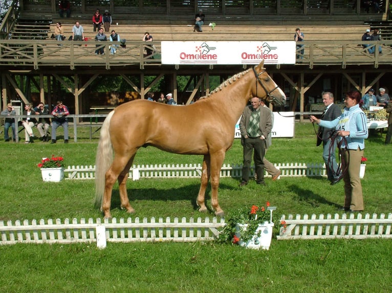 Hongaars sportpaard Merrie 5 Jaar 160 cm Buckskin in Köveskál