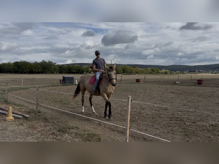 Hongaars sportpaard Merrie 5 Jaar 160 cm Buckskin in Köveskál