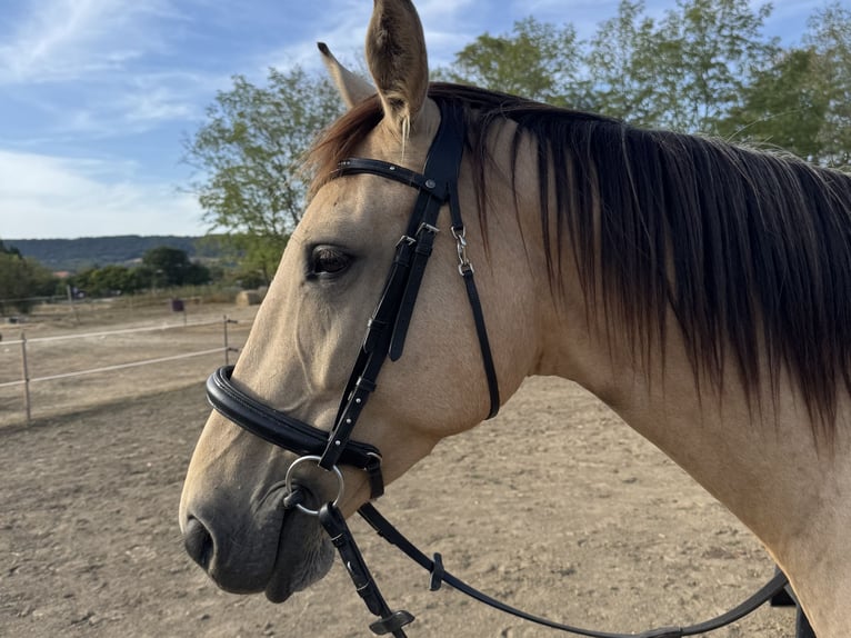 Hongaars sportpaard Merrie 5 Jaar 160 cm Buckskin in Köveskál