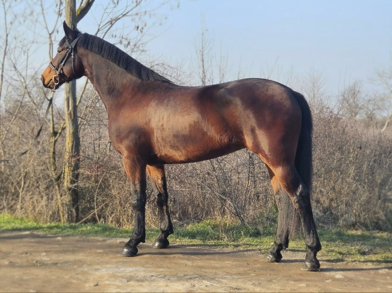 Hongaars sportpaard Mix Merrie 5 Jaar 164 cm Bruin in Békés