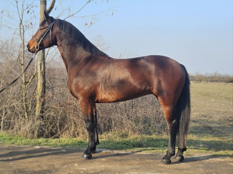 Hongaars sportpaard Mix Merrie 5 Jaar 164 cm Bruin in Békés