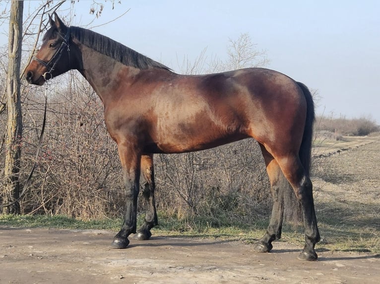 Hongaars sportpaard Mix Merrie 5 Jaar 164 cm Bruin in Békés