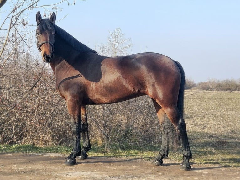 Hongaars sportpaard Mix Merrie 5 Jaar 164 cm Bruin in Békés