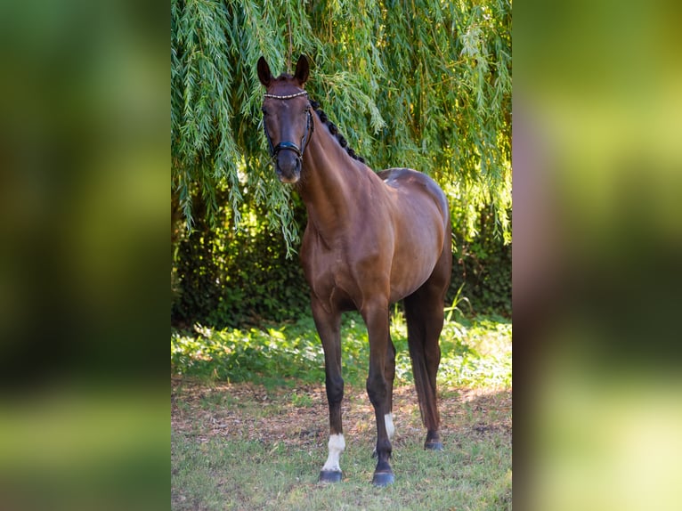 Hongaars sportpaard Merrie 5 Jaar 167 cm Donkere-vos in Debrecen