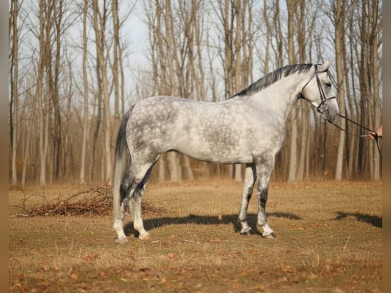 Hongaars sportpaard Merrie 5 Jaar 167 cm Schimmel in Békéscsaba