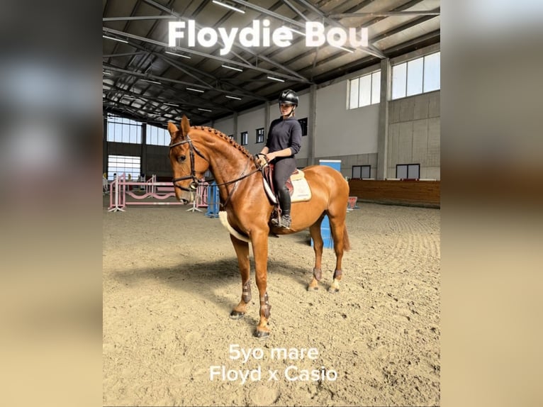 Hongaars sportpaard Merrie 5 Jaar 168 cm Donkere-vos in Dunavarsány