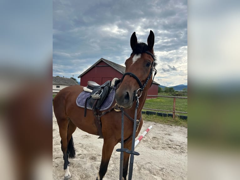 Hongaars sportpaard Merrie 5 Jaar 172 cm Roodbruin in Gheorgheni