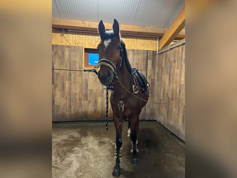 Hongaars sportpaard Merrie 5 Jaar 172 cm Roodbruin in Gheorgheni