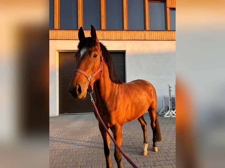 Hongaars sportpaard Merrie 5 Jaar 172 cm Roodbruin in Gheorgheni