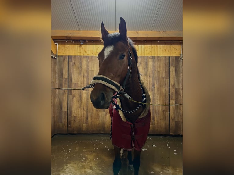 Hongaars sportpaard Merrie 5 Jaar 172 cm Roodbruin in Gheorgheni