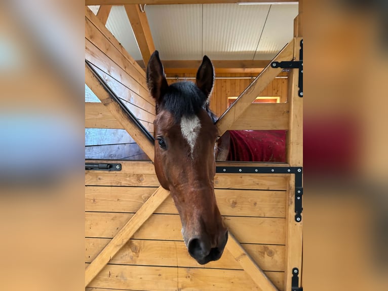 Hongaars sportpaard Merrie 5 Jaar 172 cm Roodbruin in Gheorgheni