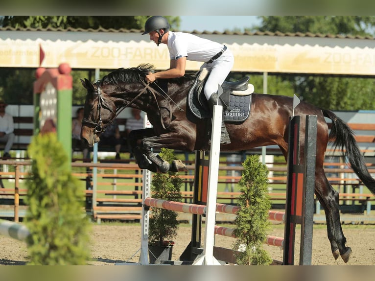 Hongaars sportpaard Merrie 5 Jaar 178 cm Bruin in Békés