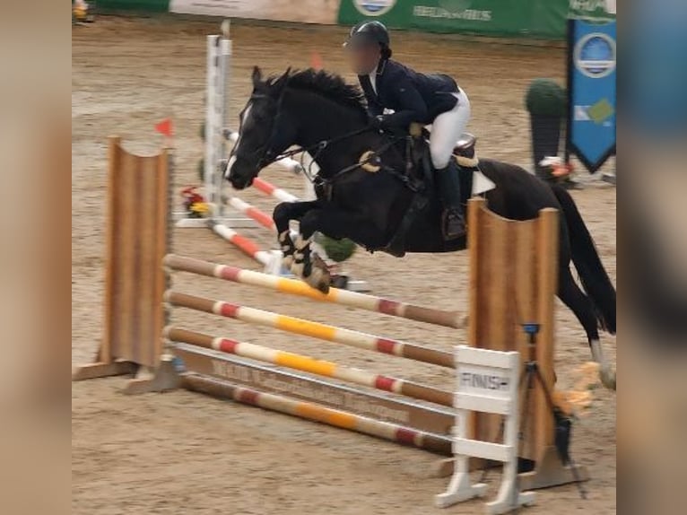 Hongaars sportpaard Merrie 5 Jaar Zwart in Kaposfo