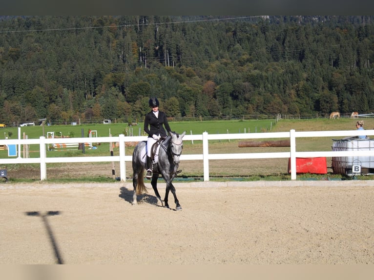 Hongaars sportpaard Merrie 6 Jaar 147 cm Appelschimmel in Stams