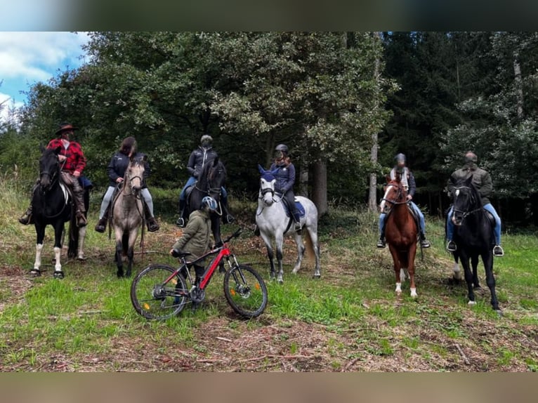 Hongaars sportpaard Merrie 6 Jaar 155 cm Zwartschimmel in Geiselhöring