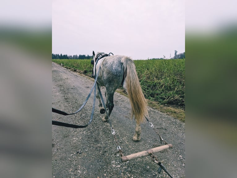 Hongaars sportpaard Merrie 6 Jaar 155 cm Zwartschimmel in Geiselhöring