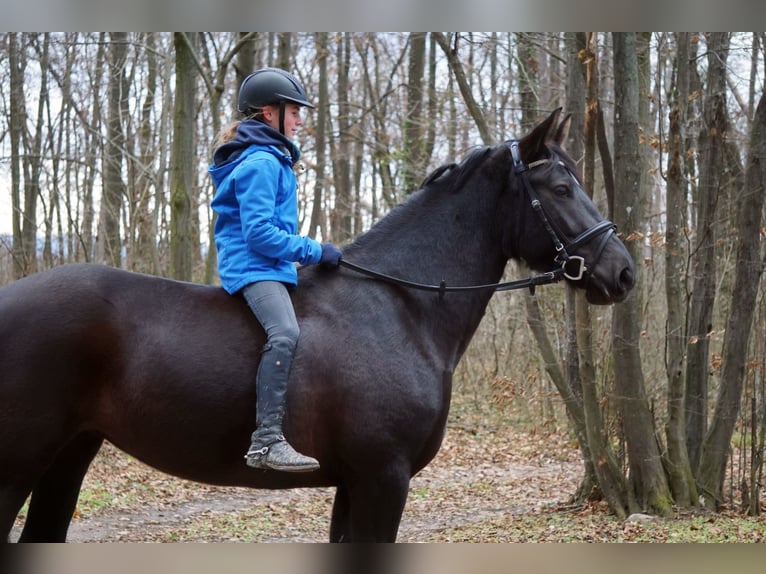 Hongaars sportpaard Merrie 6 Jaar 158 cm in Enzesfeld-Lindabrunn