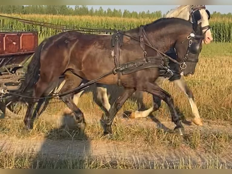 Hongaars sportpaard Merrie 6 Jaar 160 cm Donkerbruin in Tass