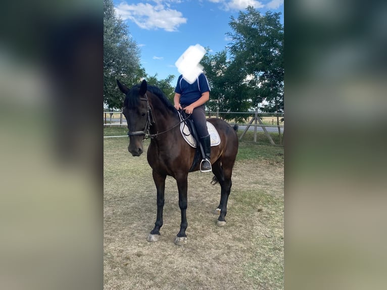 Hongaars sportpaard Merrie 6 Jaar 160 cm Donkerbruin in Tass