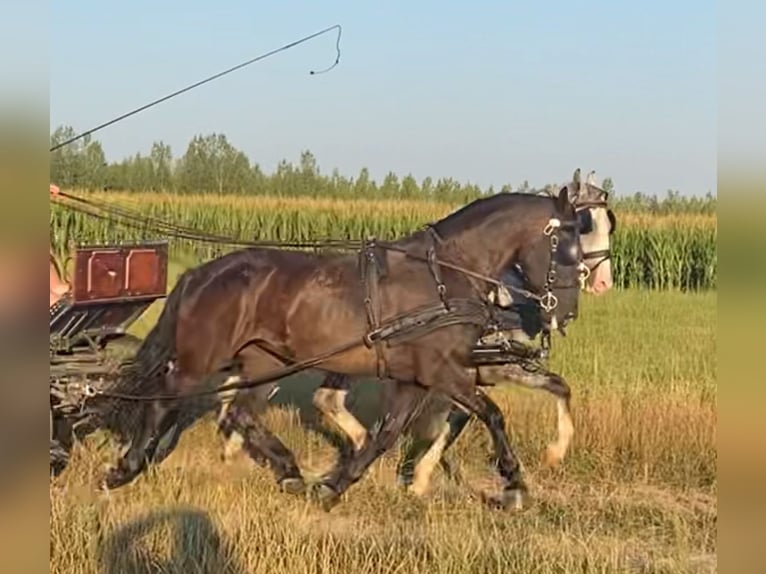Hongaars sportpaard Merrie 6 Jaar 160 cm Donkerbruin in Tass
