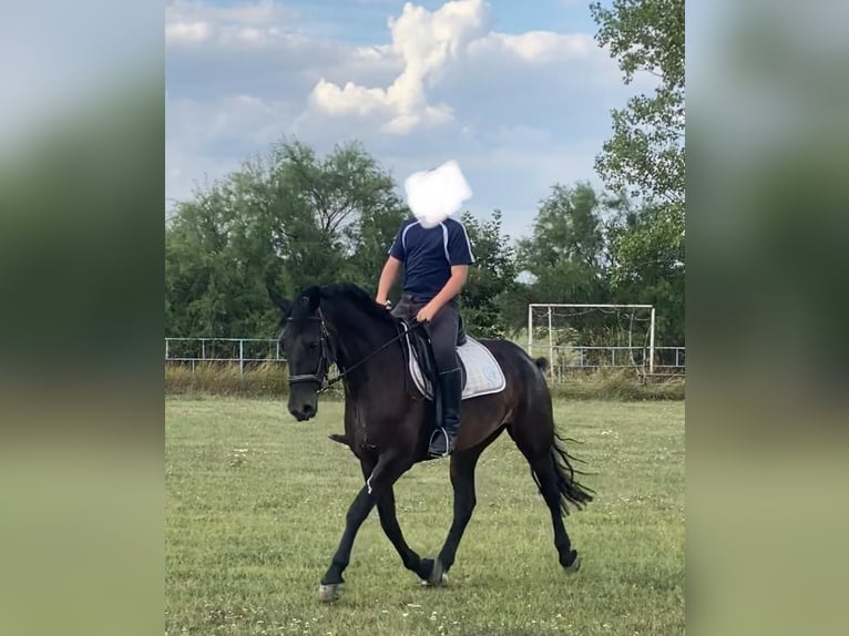 Hongaars sportpaard Merrie 6 Jaar 160 cm Donkerbruin in Tass