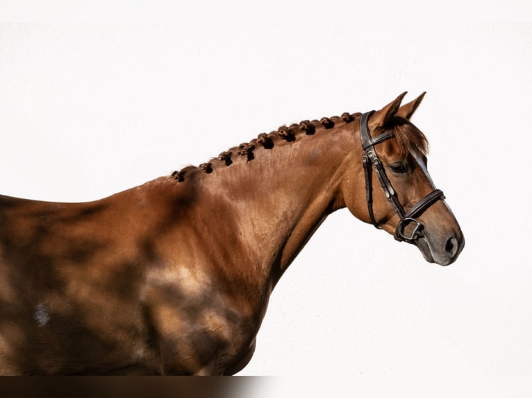 Hongaars sportpaard Merrie 6 Jaar 160 cm Donkere-vos in Kiskunhalas