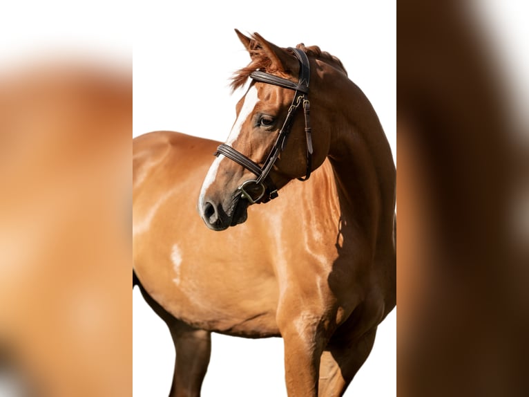 Hongaars sportpaard Merrie 6 Jaar 160 cm Donkere-vos in Kiskunhalas