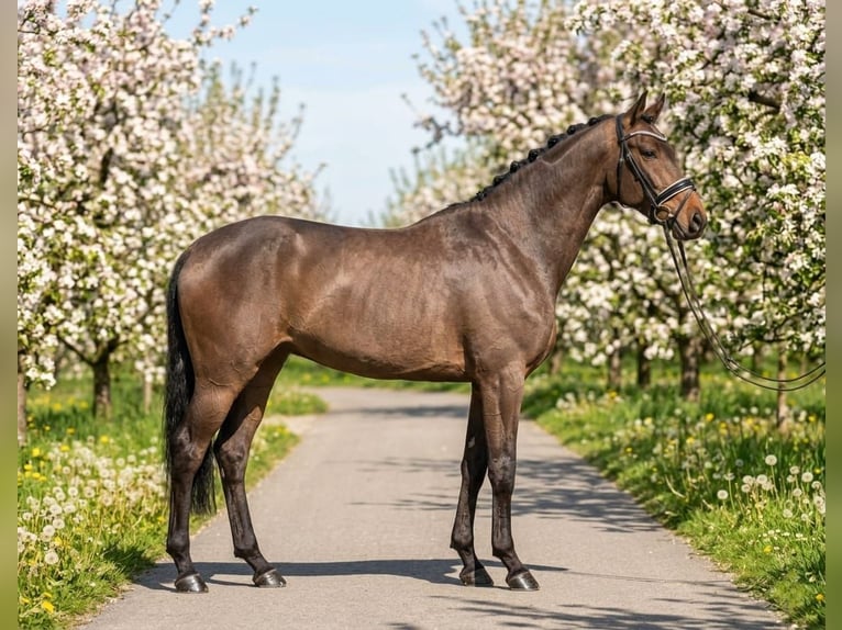 Hongaars sportpaard Merrie 6 Jaar 160 cm Roodbruin in Kecskemét