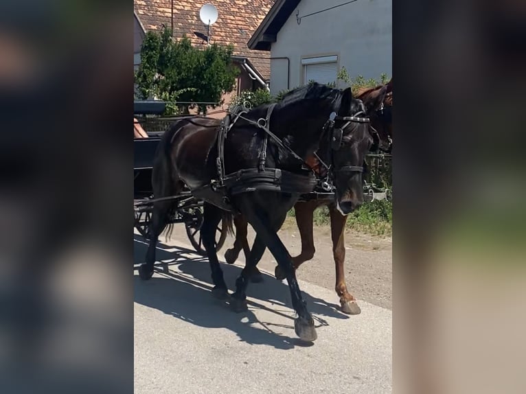 Hongaars sportpaard Merrie 6 Jaar 161 cm Donkerbruin in Tass