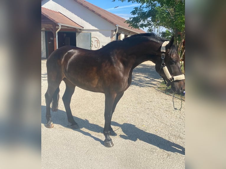 Hongaars sportpaard Merrie 6 Jaar 161 cm Donkerbruin in Tass