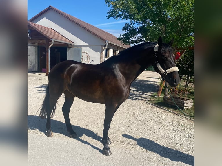 Hongaars sportpaard Merrie 6 Jaar 161 cm Donkerbruin in Tass