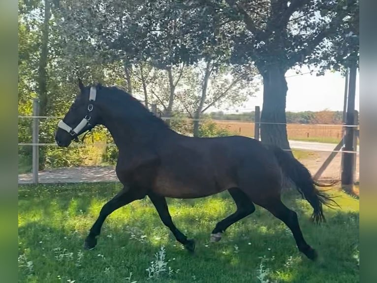 Hongaars sportpaard Merrie 6 Jaar 161 cm Donkerbruin in Tass