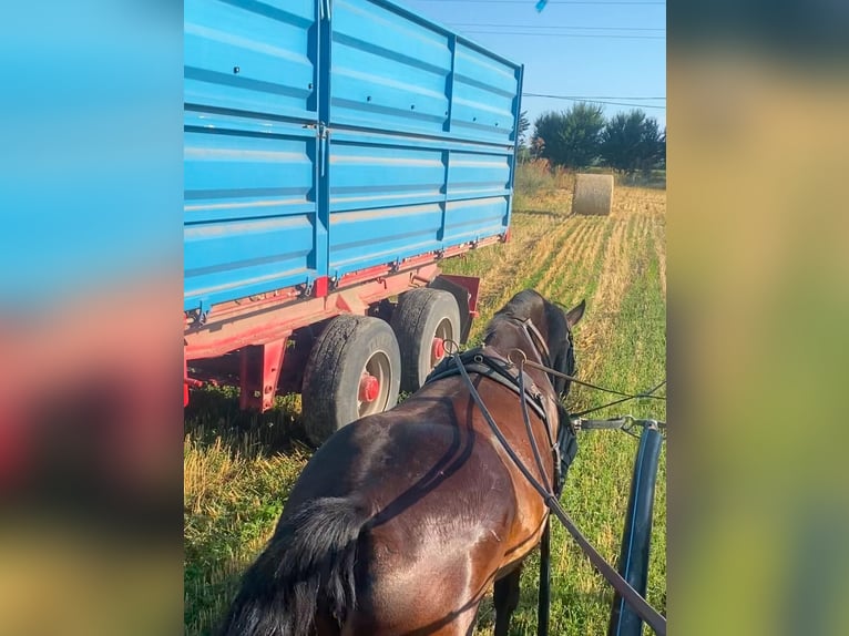 Hongaars sportpaard Merrie 6 Jaar 161 cm Donkerbruin in Tass