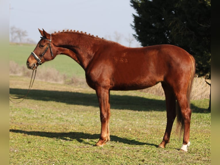 Hongaars sportpaard Merrie 6 Jaar 165 cm Vos in Gyula