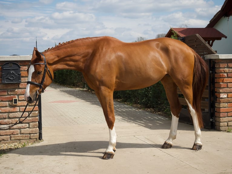Hongaars sportpaard Merrie 6 Jaar 168 cm Donkere-vos in B&#xE9;k&#xE9;scsaba